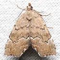 Cutina aluticolor - Hodges#8729.1 - photo 3