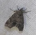 Cutina aluticolor - Hodges#8729.1 - photo 4