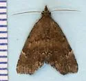 Cutina aluticolor - Hodges#8729.1 - photo 5