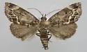 Cutina arcuata - Hodges#8729.2