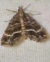 Cutina arcuata - Hodges#8729.2 - photo 2