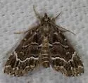 Cutina arcuata - Hodges#8729.2 - photo 3