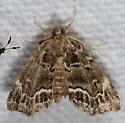 Cutina arcuata - Hodges#8729.2 - photo 4