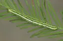 Cutina arcuata - Hodges#8729.2 - photo 5