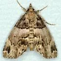 Distinguished Cypress Owlet - Hodges#8729 - photo 2