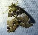 Distinguished Cypress Owlet - Hodges#8729 - photo 3