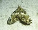 Distinguished Cypress Owlet - Hodges#8729 - photo 4