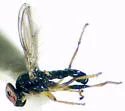 Cyamops halteratus