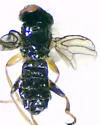 Cyamops halteratus - photo 2