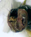 Cyamops halteratus - photo 3