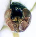 Cyamops halteratus - photo 4