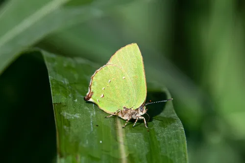 Goodson's Greenstreak - Hodges#4309
