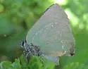 Tropical Greenstreak - Hodges#4309.1 - photo 2