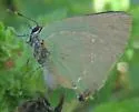 Tropical Greenstreak - Hodges#4309.1 - photo 3