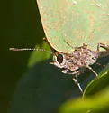 Tropical Greenstreak - Hodges#4309.1 - photo 4