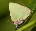 Tropical Greenstreak - Hodges#4309.1 - photo 5