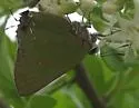 Clench's Greenstreak - Hodges#4308