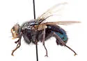 Cyanus elongata - Cyanus elongata