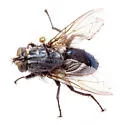 Cyanus elongata - photo 2