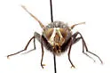 Cyanus elongata - photo 3