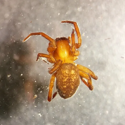 Cybaeopsis euopla