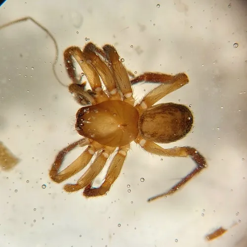 Cybaeopsis euopla - photo 2