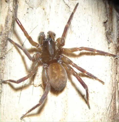 Cybaeopsis wabritaska - photo 2