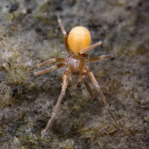 Cybaeota shastae