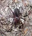 Cybaeus cribelloides