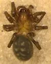 Cybaeus cribelloides - photo 2