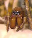 Cybaeus cribelloides - photo 3