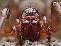Cybaeus eutypus