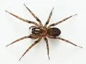 Cybaeus eutypus - photo 2