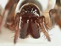 Cybaeus eutypus - photo 3