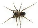 Cybaeus eutypus - photo 4