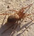 Cybaeus morosus
