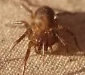 Cybaeus morosus - photo 2
