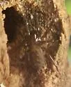 Cybaeus morosus - photo 3