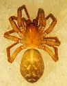 Cybaeus morosus - photo 4