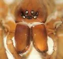 Cybaeus morosus - photo 5