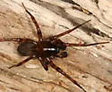 Cybaeus reticulatus
