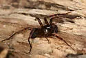 Cybaeus reticulatus - photo 2