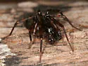 Cybaeus reticulatus - photo 3