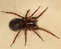 Cybaeus reticulatus - photo 4