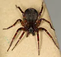 Cybaeus reticulatus - photo 5
