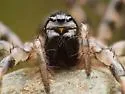 Cybaeus signifer