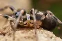 Cybaeus signifer - photo 2