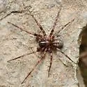 Cybaeus signifer - photo 3