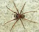 Cybaeus signifer - photo 4
