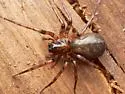 Cybaeus signifer - photo 5